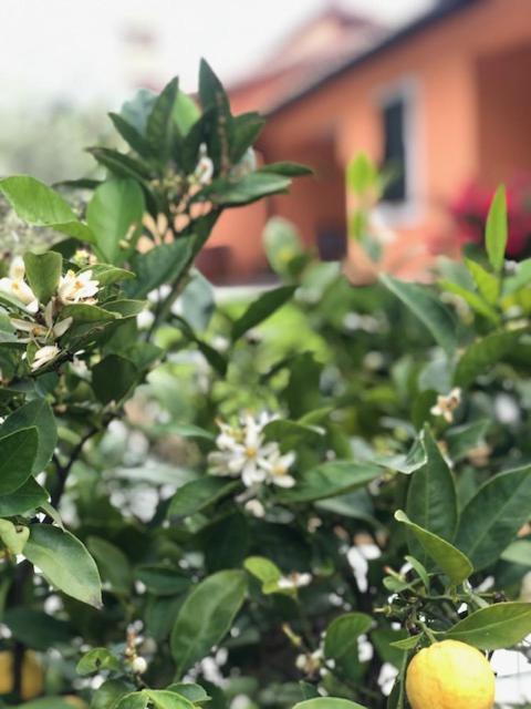 Il Giardino Delle Rose Leilighet Spello Eksteriør bilde